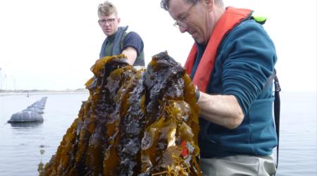 mossels aan een touw